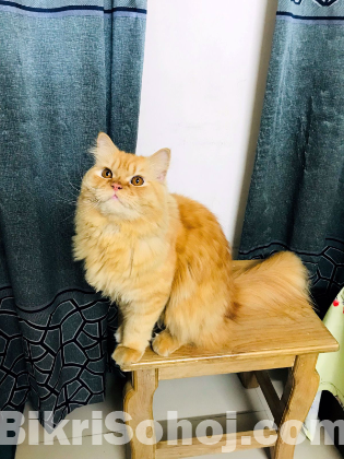 Persian cat